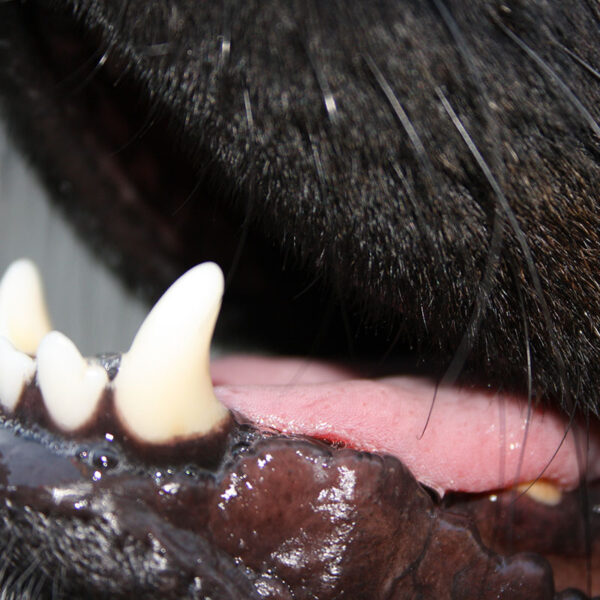 Hunde Zähne - Ist Zähneputzen sinnvoll oder eine Qual?