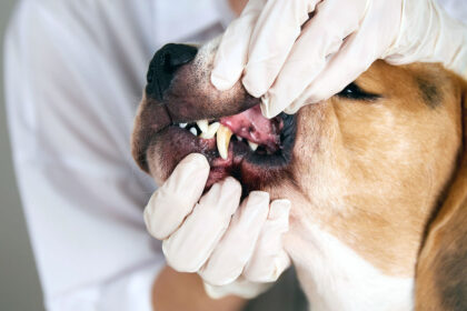 hund mit zahnfleischentzündung