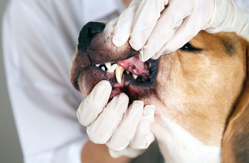 hund zahnfleischentzuendung