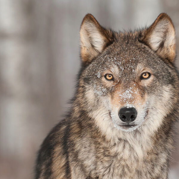 Der Wolf, wie der Hund ein Schlingfresser