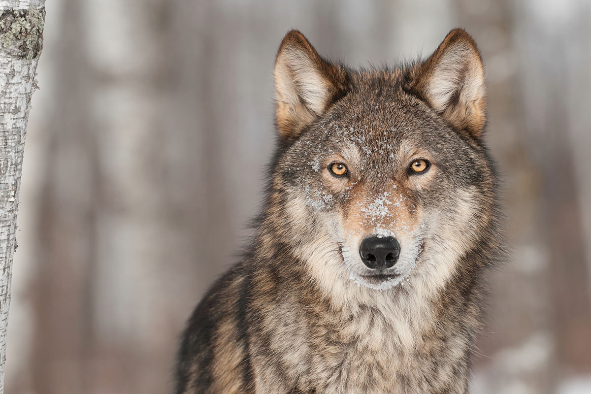 Der Wolf, wie der Hund ein Schlingfresser