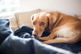 Das Cauda Equina Syndrom bei Hunden