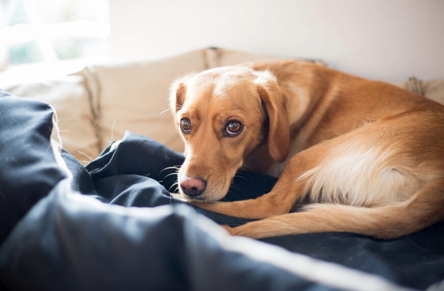 Das Cauda Equina Syndrom bei Hunden