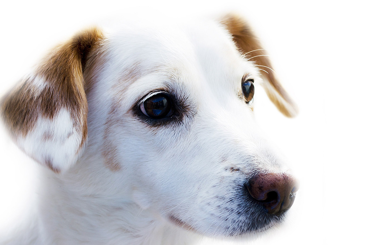 Epilepsy in dogs causes, symptoms and treatment » DOG FIT by PreThis®