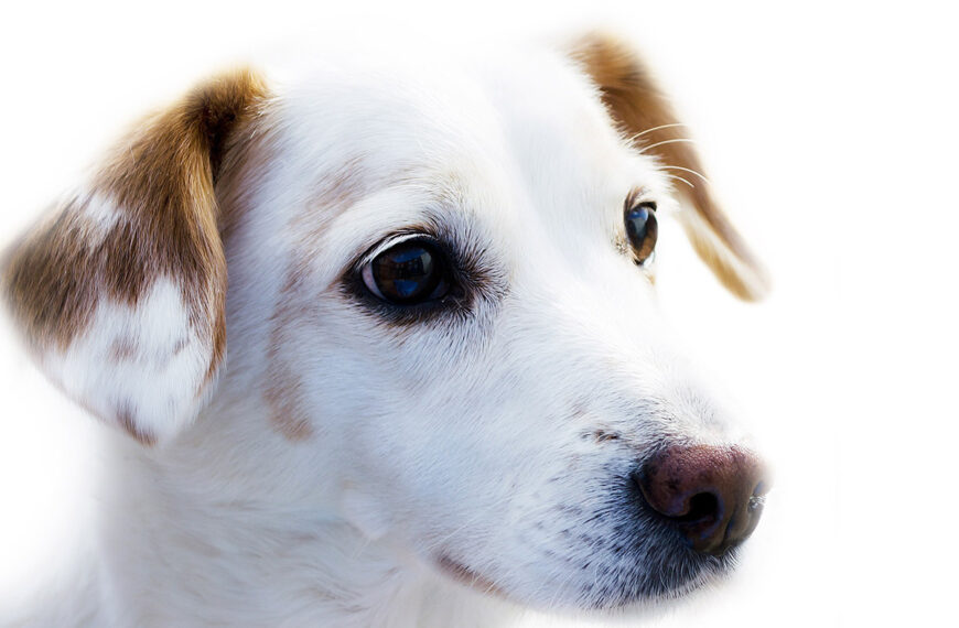 Epilepsie beim Hund