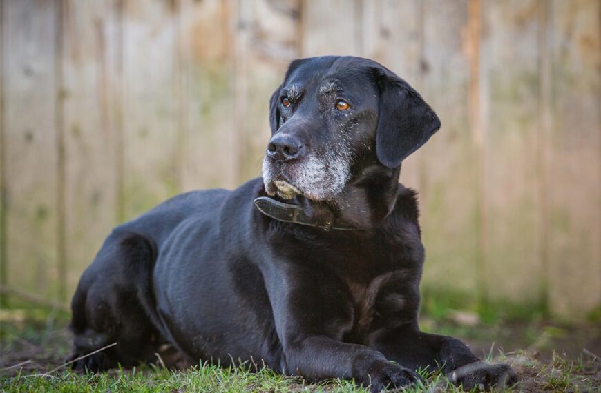 Alter Hund