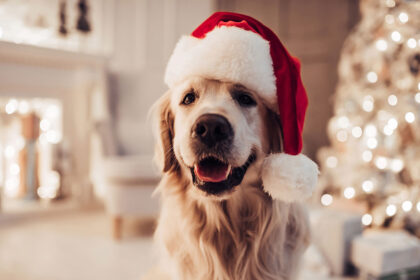 Hundeplätzchen zu Weihnachten selbst backen