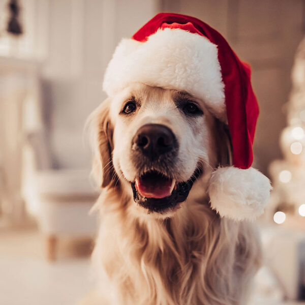 Hundeplätzchen zu Weihnachten selbst backen