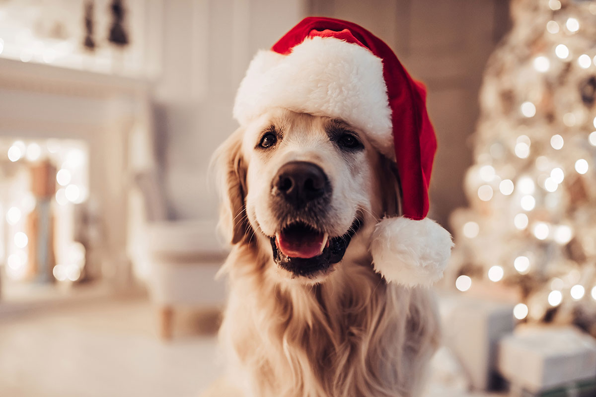 Hundeplätzchen zu Weihnachten selbst backen