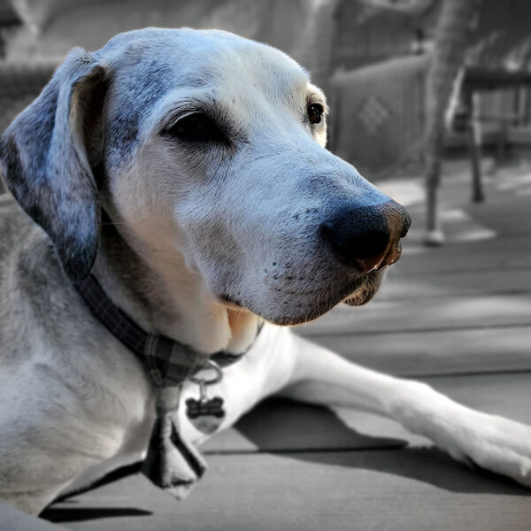 Myelopathie bei Hunden