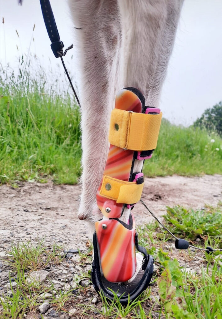 Prostheses and orthoses for dogs