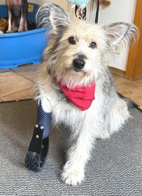 Prosthesis for dogs