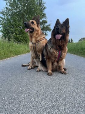 Zwei Schäferhunde