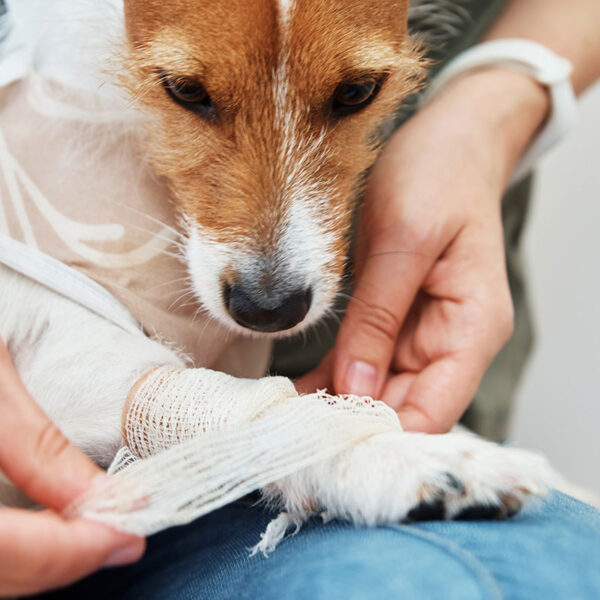 Behandlung Kreuzbandriss beim Hund