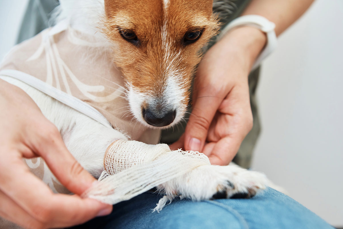 Behandlung Kreuzbandriss beim Hund