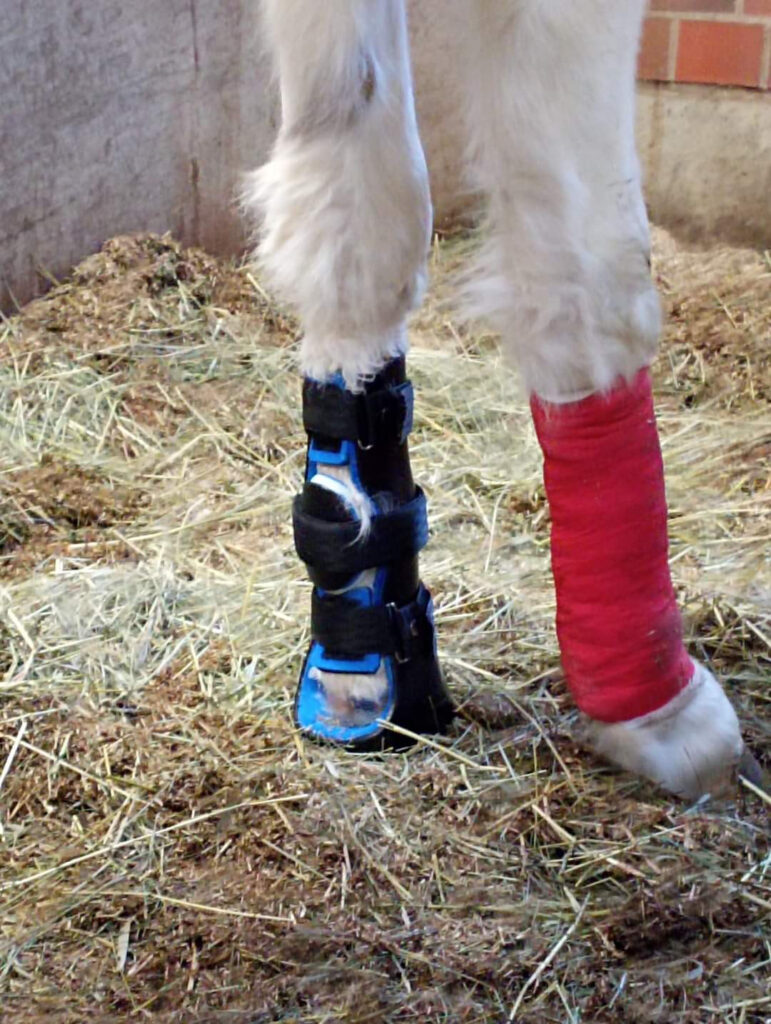 Prostheses and orthoses for horses
