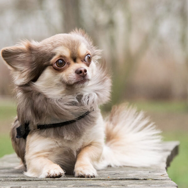 Kidney Insufficiency in Dogs – Causes,…