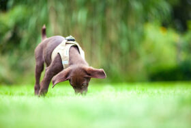 Hund frisst Kot auf einer Wiese