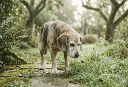Hund frisst Kot auf einer Weise