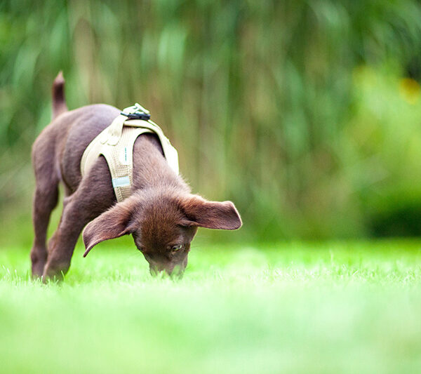 Hund frisst Kot auf einer Wiese