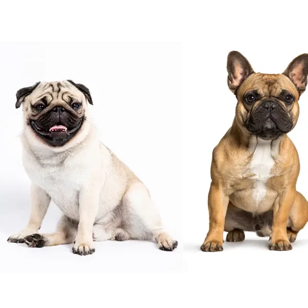 Pug and French Bulldog